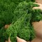 Fake Green Moss for Potted Plants, 5.3OZ Moss Decor Artificial Faux Moss for Crafts Preserved Moss for DIY Decorative Moss Table Centerpieces Decor Fairy Garden Floral Wedding